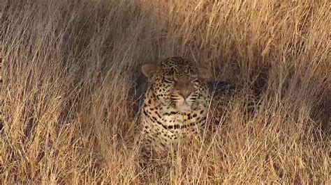 Djuma Leopard Hosana Male Hiding In The Grass 1618 060519 Youtube