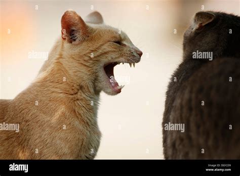 Two Cats Fighting A Red Tabby Cat Hissing At A Silver Gray Tabby Cat