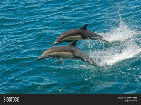 Two Dolphins Jumping Image And Photo Free Trial Bigstock