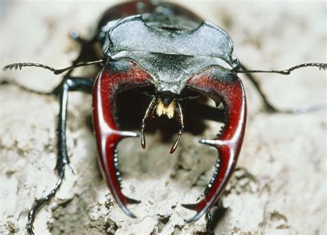 10 Biggest Bugs On Earth Howstuffworks