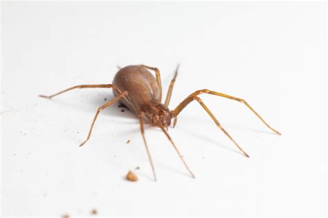 Premium Photo Female Brown Recluse Spider Poisonous Arachnid