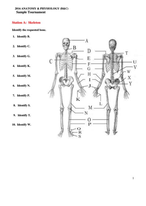 Anatomy And Physiology Worksheet Printable2