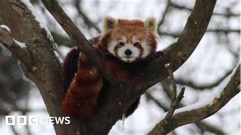 Red Panda Escapes From Belfast Zoo Bbc News