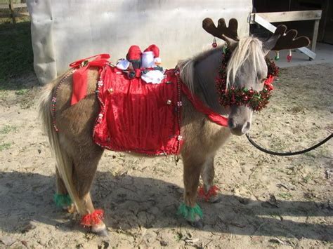 Maybe you would like to learn more about one of these? Holiday Horse Costumes? | Horse costumes, Christmas horses ...