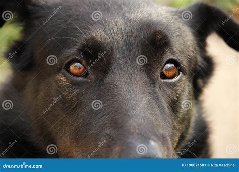 The Head Of A Big Black Dog In Close Up Beautiful Pet Smart Dog Stock