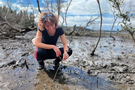 mangroves killed during black summer bushfires near batemans bay are not growing back abc news
