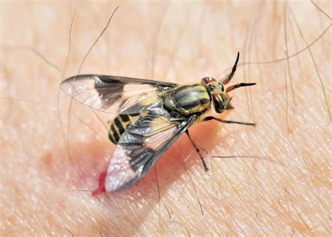 Do Flies Bite Humans Or Are Fly Bites Really Something Different Terminix Blog Fly Control