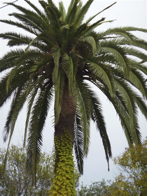 Palm Tree St Tropez France