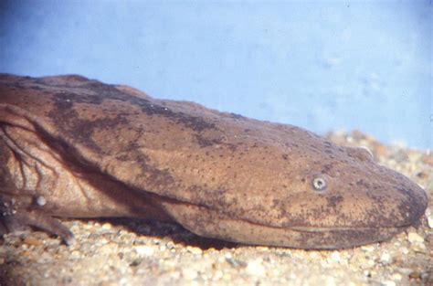A giant salamander is a large amphibian in the cryptobranchidae family. Absurd Creature of the Week: The Human-Sized Salamander ...