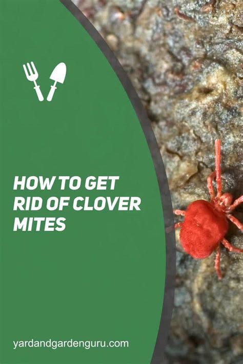 How To Get Rid Of Clover Mites