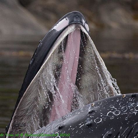 Humpback whales tend to feed by opening their mouth wide to gulp down as much prey, like fish or krill, as possible, leading marine scientists to speculate that what happened to mr packard was in all. Open mouth | Whale, Humpback whale, Whale tattoos
