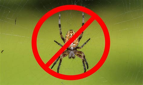 how to get rid of spiders in garden shed garden likes