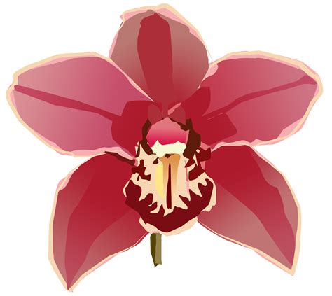 Free Orchid Cliparts Download Free Orchid Cliparts Png Images Free