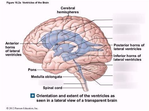 Ventricles Of The Brain Lateral View Diagram Quizlet