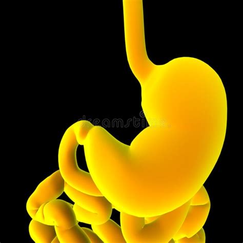 Stomach Anatomy Human Digestive System For Medical Concept 3d Stock