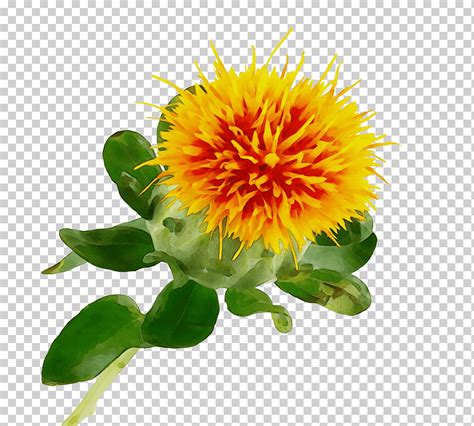 꽃 식물 노란 홍화 꽃잎 수채화 페인트 젖은 잉크 Distaff 엉겅퀴 초본 식물 야생화 Png Klipartz