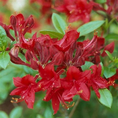 Crosswater Red Deciduous Azalea Buy Rhododendron Crosswater Red