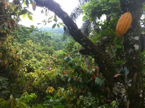 What Is Agroforestry Cacao Forest
