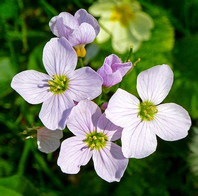 From bright spring flowers to budding plants, our truly original, colorful spring bouquets are the perfect gifts to welcome new beginnings. A Guide to UK Wild Flowers