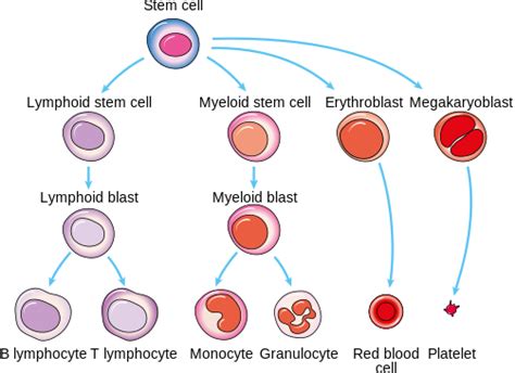 Producing New Blood Cells Why Reading The Recipe Matters Cancer