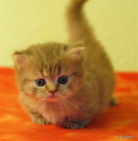 If you are considering adding a cat to your household, please adopt from a shelter, humane society, or cat rescue group. Munchkin Cats For Sale | San Diego County, CA #162907