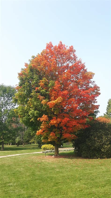 Maple Tree Rpics