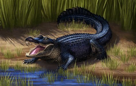 American Alligator By Nachiii On Deviantart