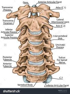 Your neck is like no other part of the vertebral spinal column and enables your head and neck a wide range of motion. 69 Best Spine images in 2019 | Back pain, Sciatica, Spine health