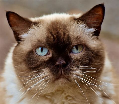 Maybe you would like to learn more about one of these? 15 Most Fluffy Cat Breeds (With Pictures) - ExcitedCats