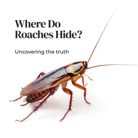 Where Roaches Hide Uncovering The Mystery In Your Home