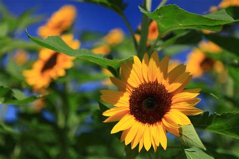 Beautiful Picture Of Sunflower Wallpaper Of Sun Leaves