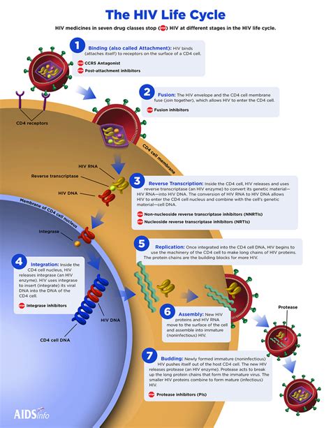 Hiv Drugs Antiretroviral Therapy Art Diagram Quizlet