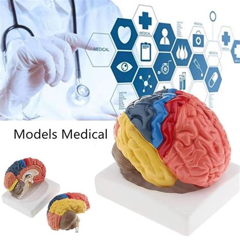 Buy Life Size Human Brain Anatomical Model Anatomy 2 Part Model Of