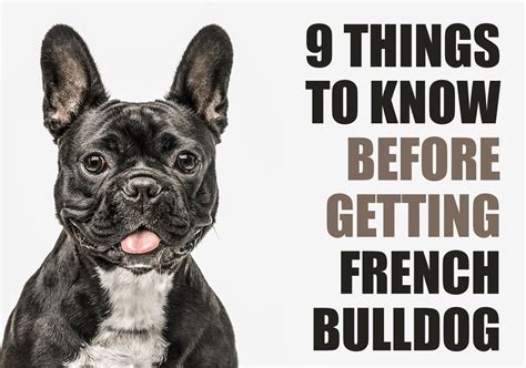A Guide To Puppy Breeds French Bulldog — The Puppy Academy Vlrengbr