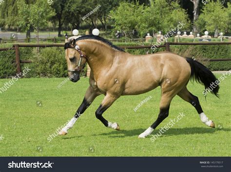 American Quarter Horse Buckskin Stallion Stock Photo
