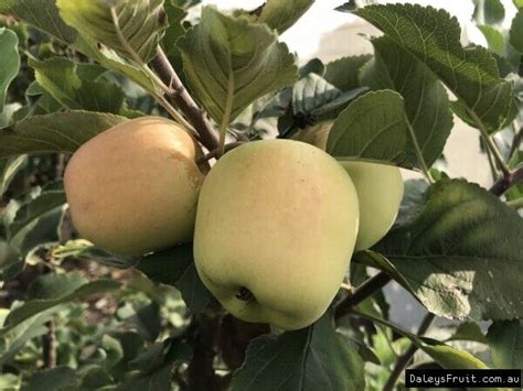 Dwarf Apple Dorsett Golden Malus Domestica Fruit Tree Plant
