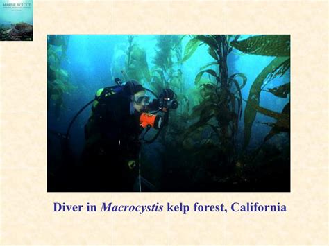 Ppt 15 Sea Grass Beds Kelp Forests Rocky Reefs And Coral Reefs