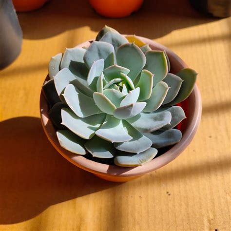 Echeveria White Rose Succulent Bhimtal Nursery