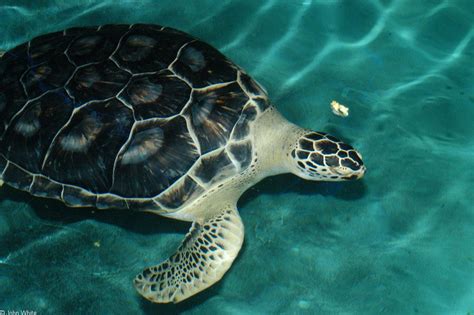 Land Turtles Sea Turtles Poisonous Animals Sea Turtle Pictures