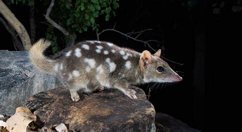 Unique Animals Of Northern Australia
