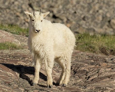 Mountain Goat Yearling Photograph By Lois Lake Fine Art America