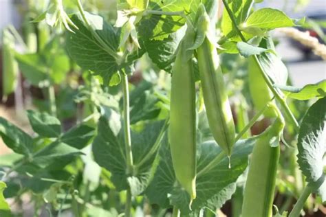 10 High Yield Vegetables You Should Plant Today Plant Instructions