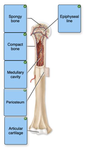 Long Bone Labeled Quizlet File Anatomy And Physiology Of Animals