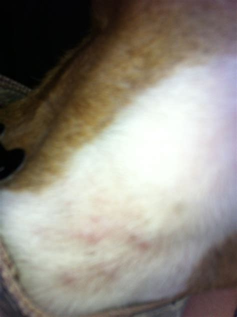 Bumps On Neck Boxer Forum Boxer Breed Dog Forums