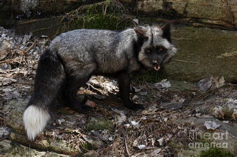 Silver Fox In The Forest On A Rocky Ledge Photograph By Inspired Nature