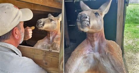 Viral Clip Of Super Jacked Kangaroo Inspires The Internet To Amp Up Their Fitness Routines