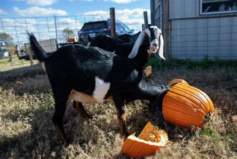How A Herd Of Pumpkin Loving Goats Tackled Halloween Cleanup