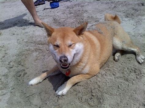 27 Reasons Shibas Are The Best Dogs Ever Best Dogs Shiba Inu Dogs