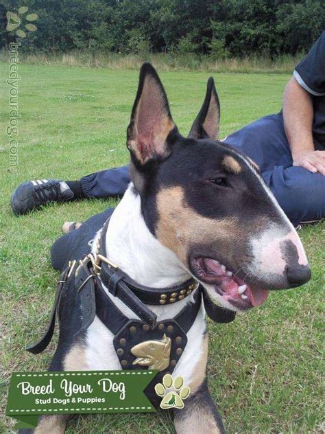 Maybe you would like to learn more about one of these? Stud Dog - tri-coloured english bull terrier - Breed Your Dog