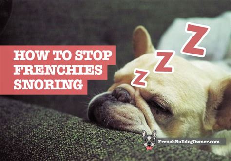 Sep 30, 2020 | 4 minutes. How to Stop a French Bulldog Snoring: 19 Remedies to a Problem